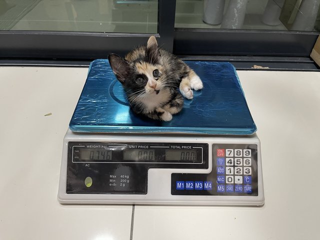 Millie’s Calico Kitten - Domestic Short Hair + Calico Cat