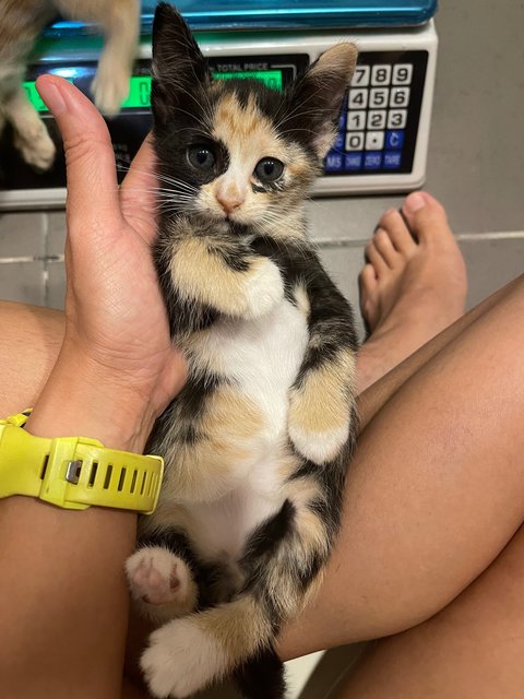 Millie’s Calico Kitten - Domestic Short Hair + Calico Cat