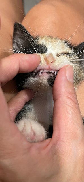 Millie’s Calico Kitten - Domestic Short Hair + Calico Cat