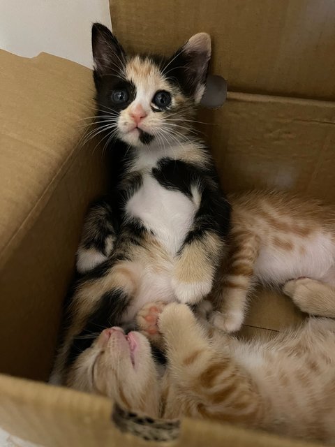 Millie’s Calico Kitten - Domestic Short Hair + Calico Cat