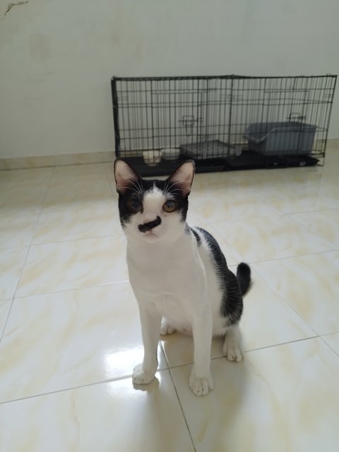 Oreo - Tuxedo Cat