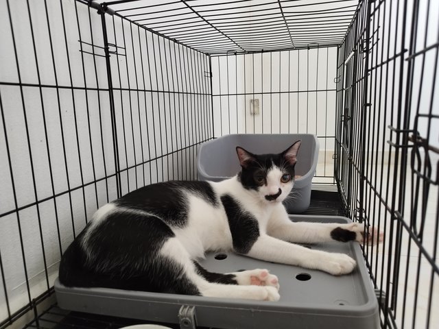 Oreo - Tuxedo Cat