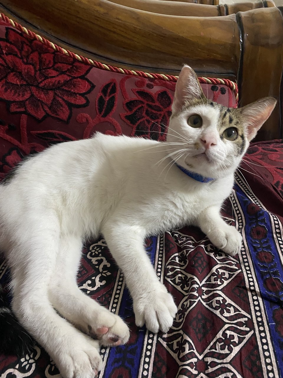 Max - Domestic Short Hair Cat