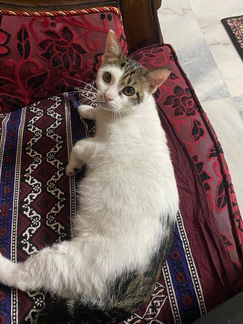 Max - Domestic Short Hair Cat