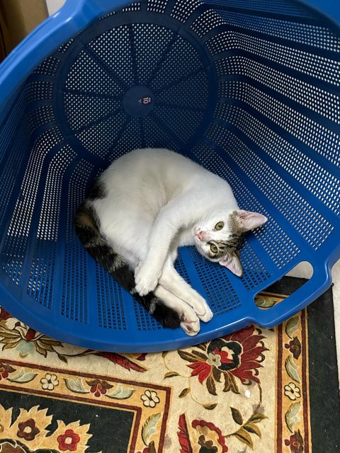 Max - Domestic Short Hair Cat