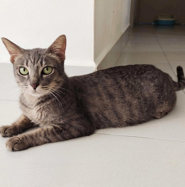 Jojo - Domestic Short Hair Cat