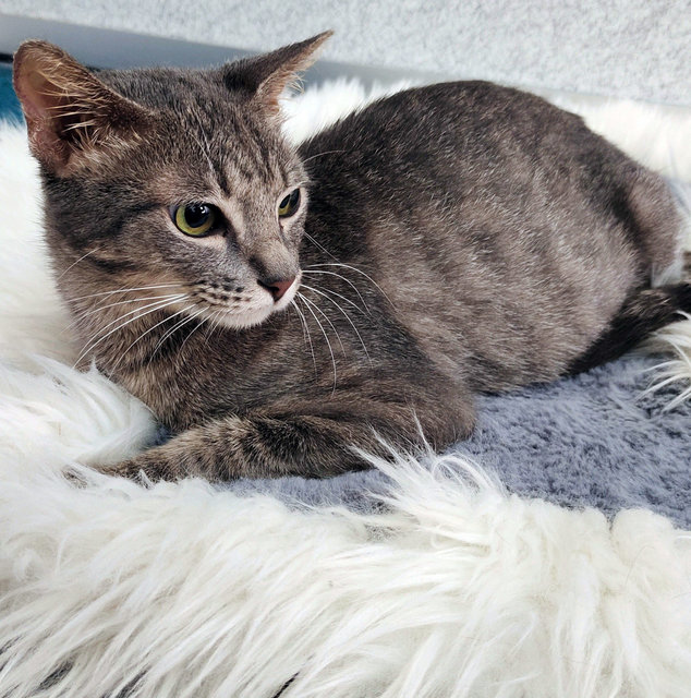 Jojo - Domestic Short Hair Cat