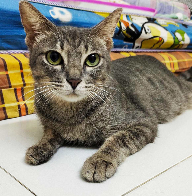 Jojo - Domestic Short Hair Cat