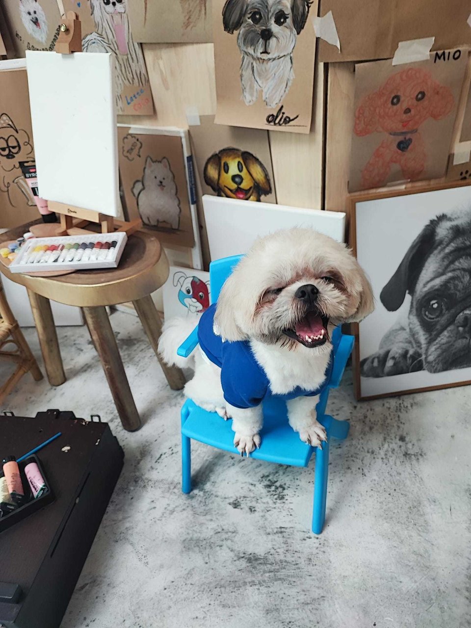 Tiga - Shih Tzu Dog