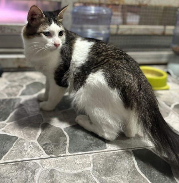 Cleo - Domestic Medium Hair Cat