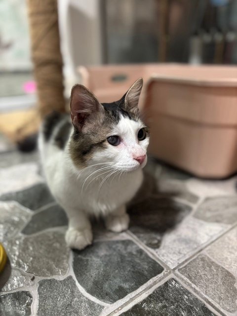 Cleo - Domestic Medium Hair Cat