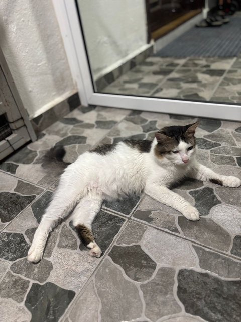 Cleo - Domestic Medium Hair Cat