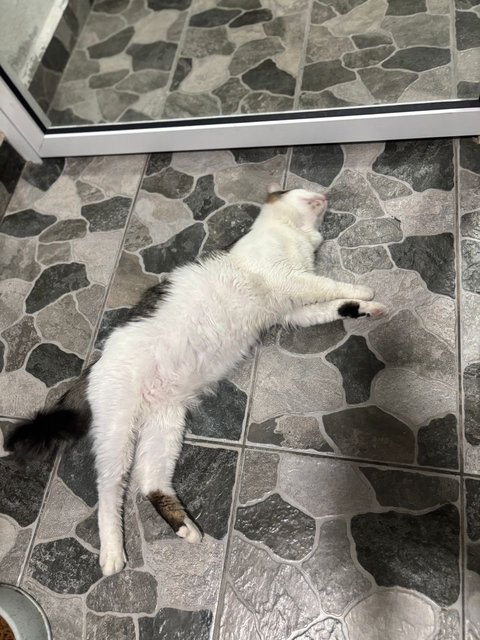 Cleo - Domestic Medium Hair Cat