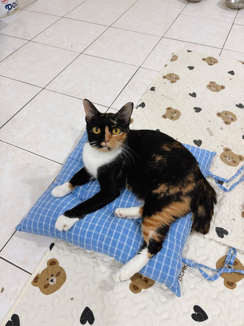Tortie Mama 🐱 - Domestic Short Hair Cat