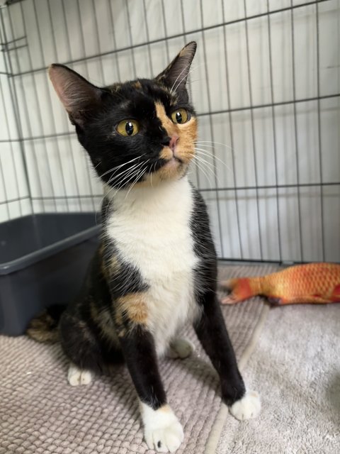 Tortie Mama 🐱 - Domestic Short Hair Cat