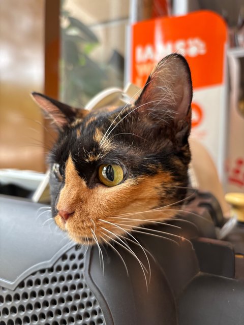 Tortie Mama 🐱 - Domestic Short Hair Cat