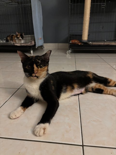 Tortie Mama 🐱 - Domestic Short Hair Cat