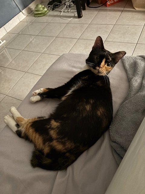Tortie Mama 🐱 - Domestic Short Hair Cat