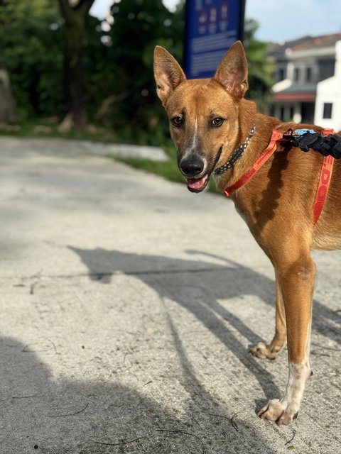 Charlie - Mixed Breed Dog