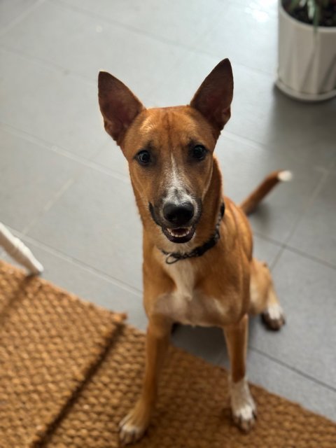 Charlie - Mixed Breed Dog