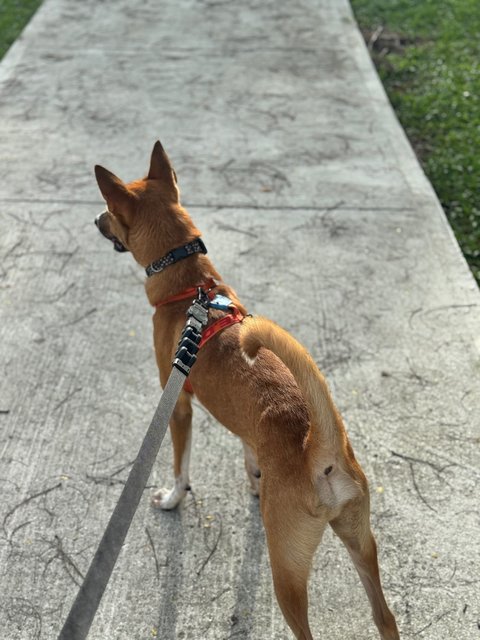 Charlie - Mixed Breed Dog