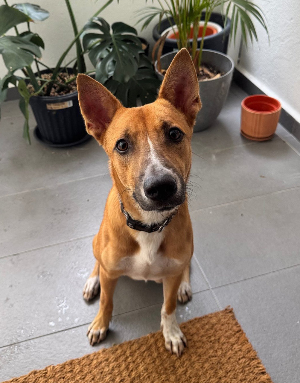 Charlie - Mixed Breed Dog