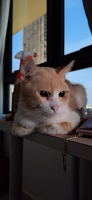 Yuzu - Domestic Short Hair Cat