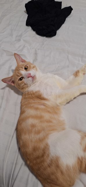 Yuzu - Domestic Short Hair Cat