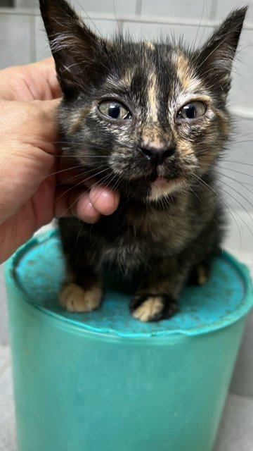 Kittens - Domestic Short Hair Cat
