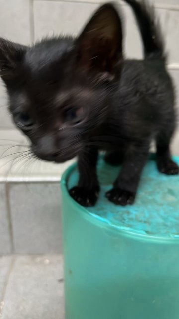 Kittens - Domestic Short Hair Cat