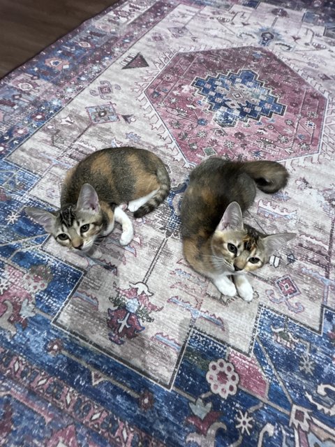 Toffee &amp; Coffee (☕️ 👯) - Domestic Short Hair Cat