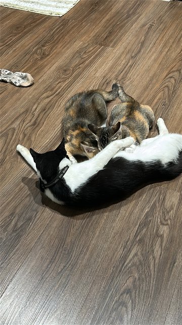 Toffee &amp; Coffee (☕️ 👯) - Domestic Short Hair Cat