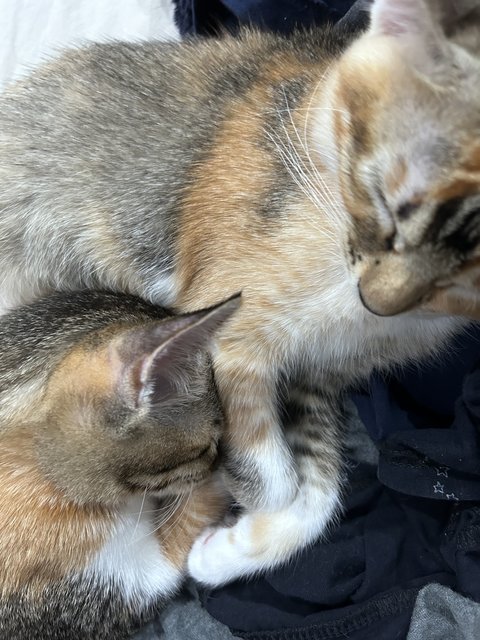 Toffee &amp; Coffee (☕️ 👯) - Domestic Short Hair Cat
