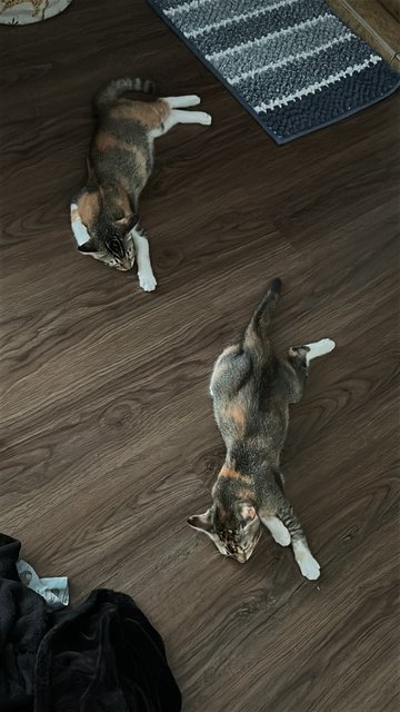 Toffee &amp; Coffee (☕️ 👯) - Domestic Short Hair Cat