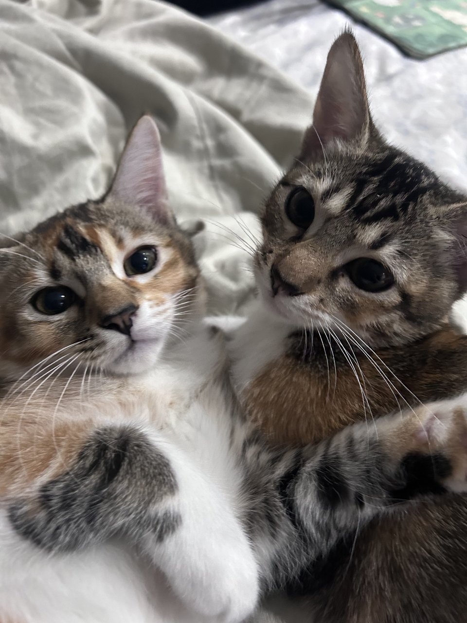 Toffee &amp; Coffee (☕️ 👯) - Domestic Short Hair Cat