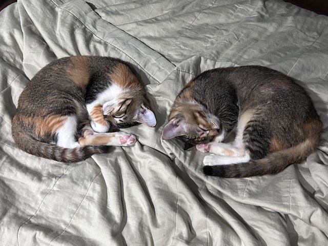 Toffee &amp; Coffee (☕️ 👯) - Domestic Short Hair Cat