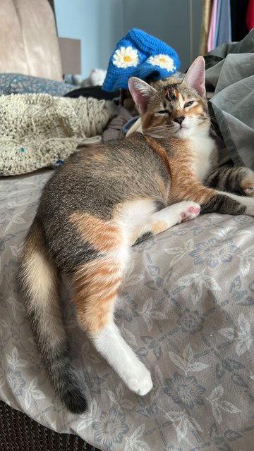 Toffee &amp; Coffee (☕️ 👯) - Domestic Short Hair Cat