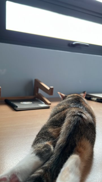 Toffee &amp; Coffee (☕️ 👯) - Domestic Short Hair Cat