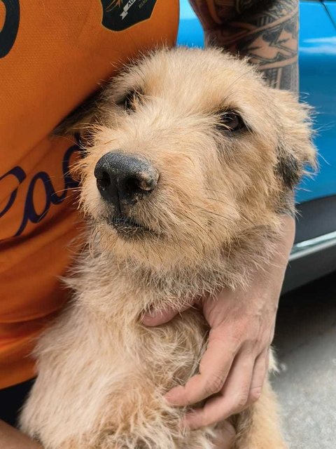 Bee Bee.  - Norwich Terrier Mix Dog