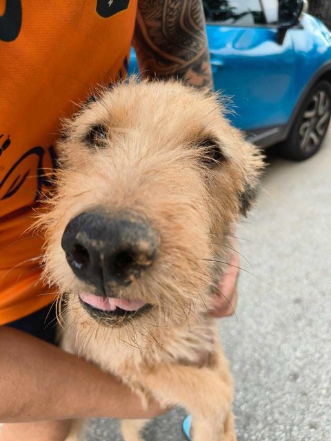 Bee Bee.  - Norwich Terrier Mix Dog