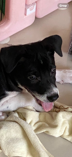 Samuel ( Samu) - Mixed Breed Dog