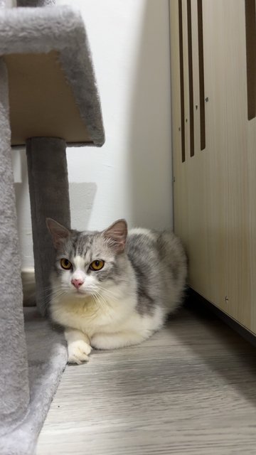 Ou &amp; Qb - Persian Cat