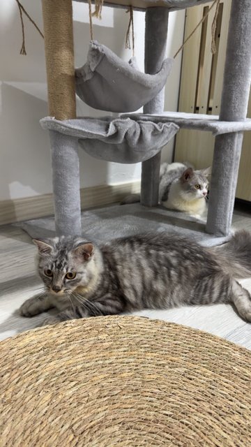 Ou &amp; Qb - Persian Cat
