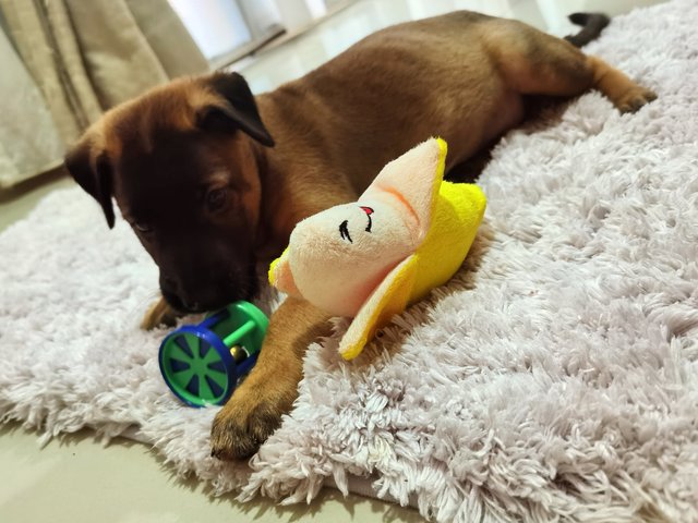 Petra  - Mixed Breed Dog