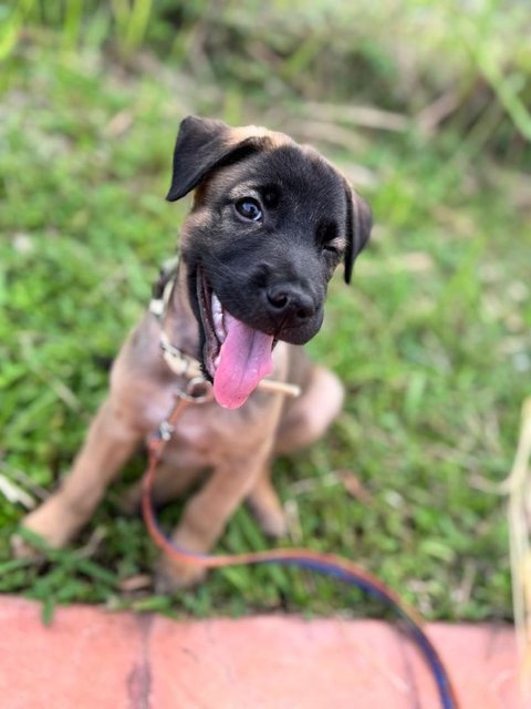 Petra  - Mixed Breed Dog