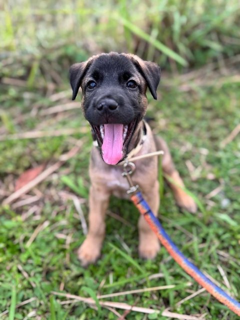 Petra  - Mixed Breed Dog