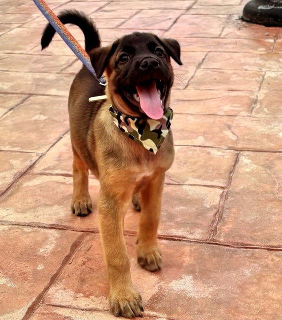 Petra  - Mixed Breed Dog