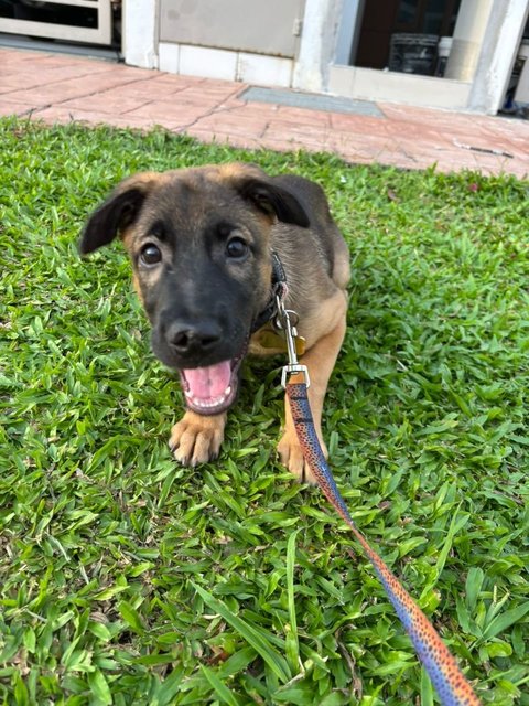 Petra  - Mixed Breed Dog