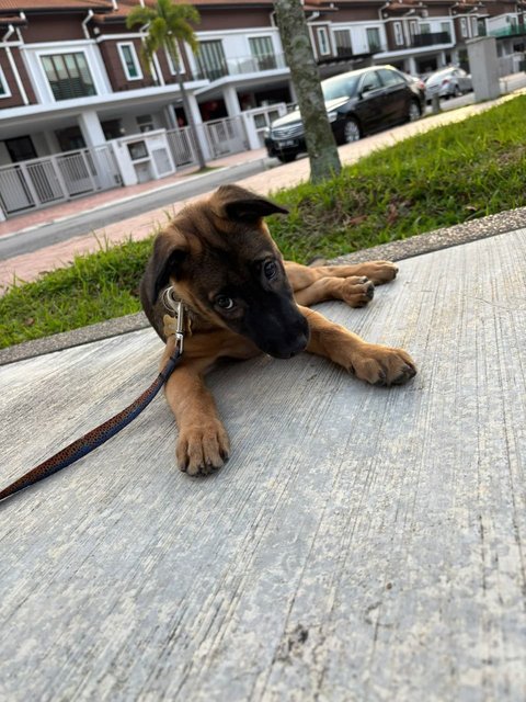 Petra  - Mixed Breed Dog