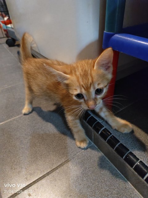 Ginger Kittens - Domestic Short Hair Cat